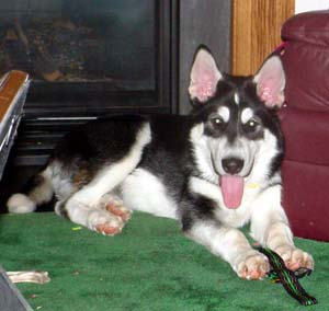 Sebastian playing with the strap that came attached to a now destroyed supersized tennis ball