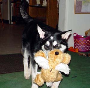 Sebastian with his 5 month old birthday present - a new cry baby dog