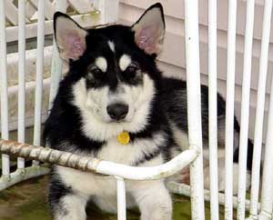 Sebastian making a den with the deck furniture