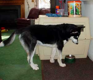 Sebastian outgrowing his crate