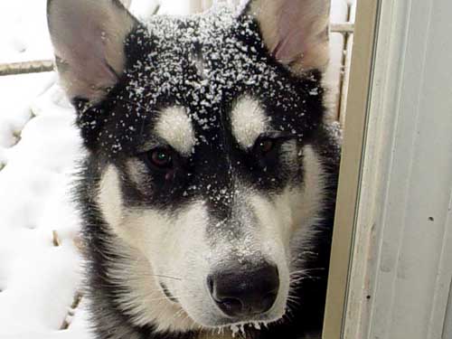 Sebastian lvoing the snow