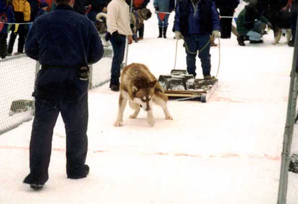 Early Rebel Snow pull