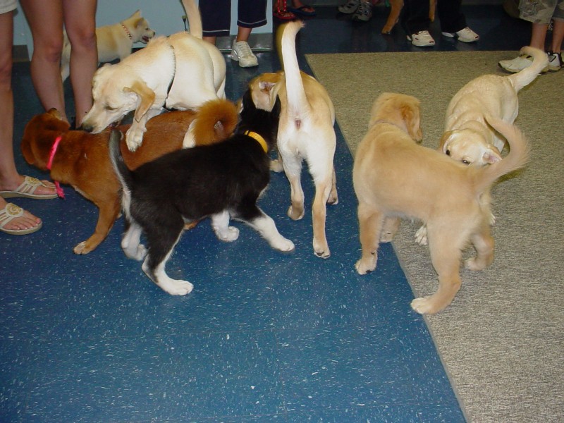 Sebastian at Puppy Kindergarten