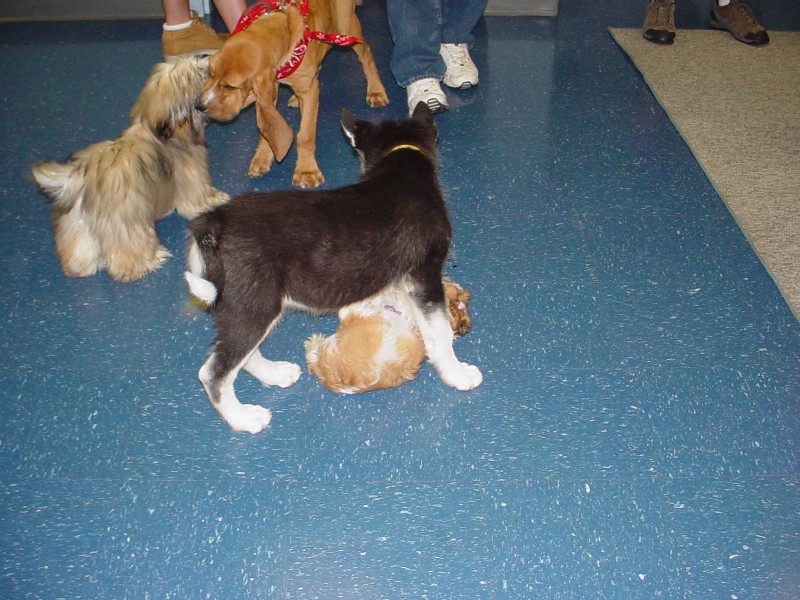 Sebastian at Puppy Kindergarten