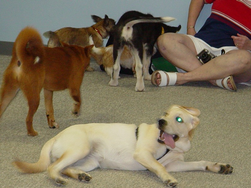 Sebastian at Puppy Kindergarten